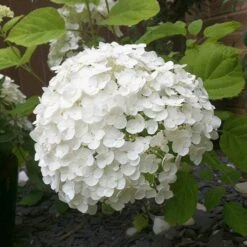Tree Hydrangea 'Incrediball' 15 Tree Hydrangea 'Incrediball' -Yougarden Shop 510009 4