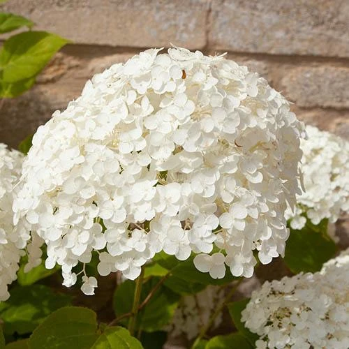 Tree Hydrangea 'Incrediball' 8 Tree Hydrangea 'Incrediball' - Image 6