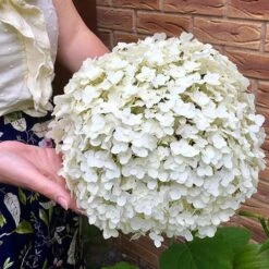 Tree Hydrangea 'Incrediball' 17 Tree Hydrangea 'Incrediball' -Yougarden Shop 510009 6