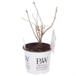 Tree Hydrangea 'Incrediball' 18 Tree Hydrangea 'Incrediball' -Yougarden Shop 510009 7