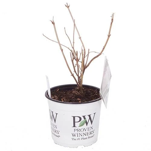 Tree Hydrangea 'Incrediball' 10 Tree Hydrangea 'Incrediball' - Image 8