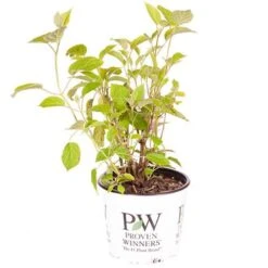 Tree Hydrangea 'Incrediball' 19 Tree Hydrangea 'Incrediball' -Yougarden Shop 510009 8