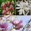 Fragrant Magnolia Collection 2 Fragrant Magnolia Collection -Yougarden Shop 510013