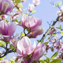 Fragrant Magnolia Collection -Yougarden Shop 510013 3