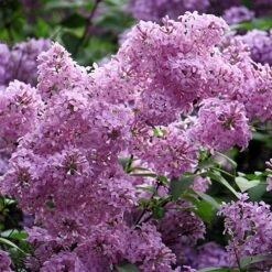 Fragrant French Lilac Collection -Yougarden Shop 510028 2