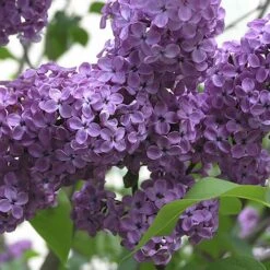 Fragrant French Lilac Collection -Yougarden Shop 510028 3