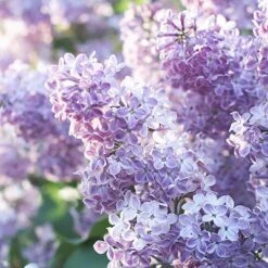 Fragrant French Lilac Collection -Yougarden Shop 510028 4