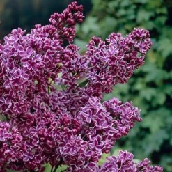 Fragrant French Lilac Collection -Yougarden Shop 510028 5