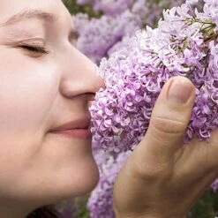 Fragrant French Lilac Collection -Yougarden Shop 510028 6