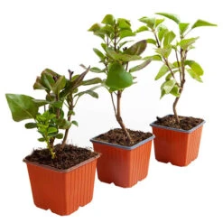 Fragrant French Lilac Collection -Yougarden Shop 510028 7