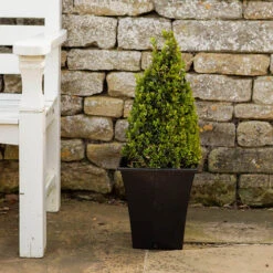 Pair Of Buxus Box Pyramids -Yougarden Shop 510034 3