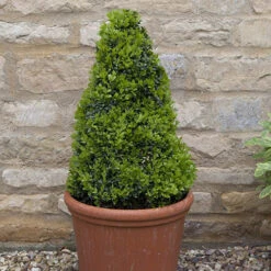 Pair Of Buxus Box Pyramids -Yougarden Shop 510034 4