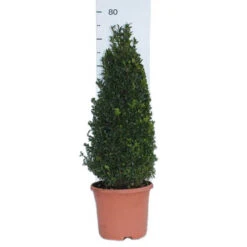 Pair Of Buxus Box Pyramids -Yougarden Shop 510034 5