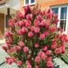 Bottlebrush Plant Callistemon Citrinus -Yougarden Shop 510046