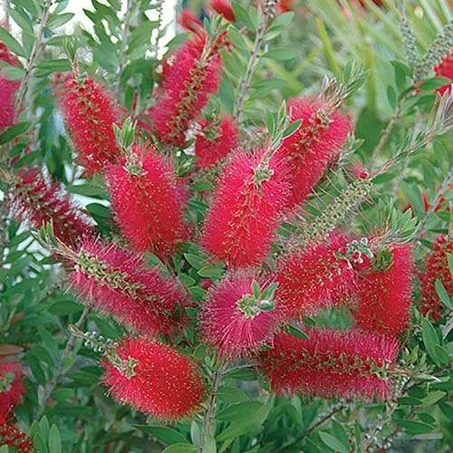 Bottlebrush Plant Callistemon Citrinus 4 Bottlebrush Plant Callistemon Citrinus - Image 2