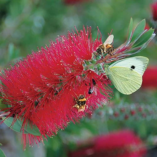 Bottlebrush Plant Callistemon Citrinus 5 Bottlebrush Plant Callistemon Citrinus - Image 3
