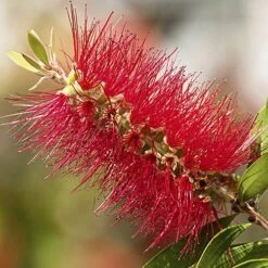 Bottlebrush Plant Callistemon Citrinus 13 Bottlebrush Plant Callistemon Citrinus -Yougarden Shop 510046 3