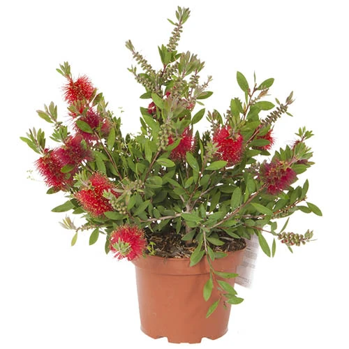 Bottlebrush Plant Callistemon Citrinus 9 Bottlebrush Plant Callistemon Citrinus - Image 7