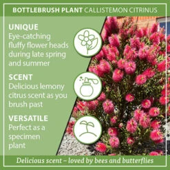 Bottlebrush Plant Callistemon Citrinus 17 Bottlebrush Plant Callistemon Citrinus -Yougarden Shop 510046 7