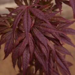 Japanese Maple Acer Collection -Yougarden Shop 510134 4