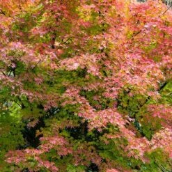 Japanese Maple Acer Collection -Yougarden Shop 510134 5