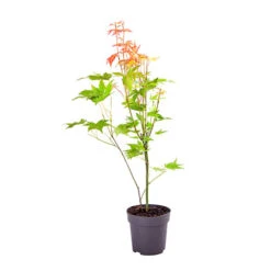 Japanese Maple Acer Collection -Yougarden Shop 510134 8