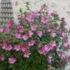 Hardy Hibiscus Collection - 3 Varieties -Yougarden Shop 510152