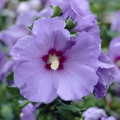 Hardy Hibiscus Collection - 3 Varieties -Yougarden Shop 510152 2