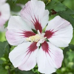 Hardy Hibiscus Collection - 3 Varieties -Yougarden Shop 510152 3