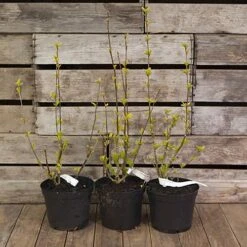 Hardy Hibiscus Collection - 3 Varieties -Yougarden Shop 510152 4