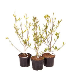 Magnolia Collection -Yougarden Shop 510153 4