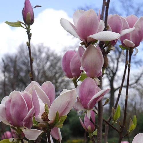 Magnolia Soulangeana 4 Magnolia Soulangeana - Image 2