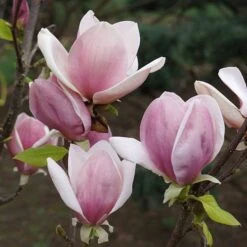 Magnolia Soulangeana 12 Magnolia Soulangeana -Yougarden Shop 510156 3