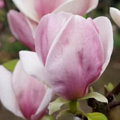 Magnolia Soulangeana 13 Magnolia Soulangeana -Yougarden Shop 510156 4