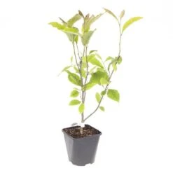 Magnolia Soulangeana 14 Magnolia Soulangeana -Yougarden Shop 510156 5