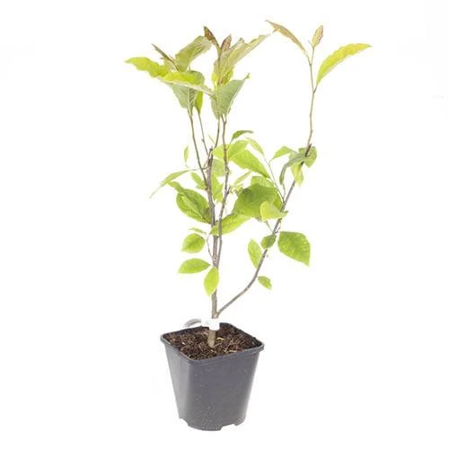 Magnolia Soulangeana 8 Magnolia Soulangeana - Image 6