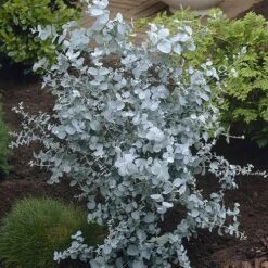 Pair Of Eucalyptus Gunnii 'Azura'