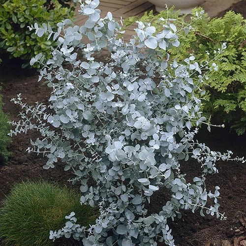 Pair Of Eucalyptus Gunnii 'Azura' 3 Pair Of Eucalyptus Gunnii 'Azura'