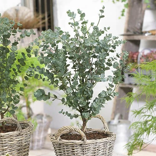 Pair Of Eucalyptus Gunnii 'Azura' 4 Pair Of Eucalyptus Gunnii 'Azura' - Image 2