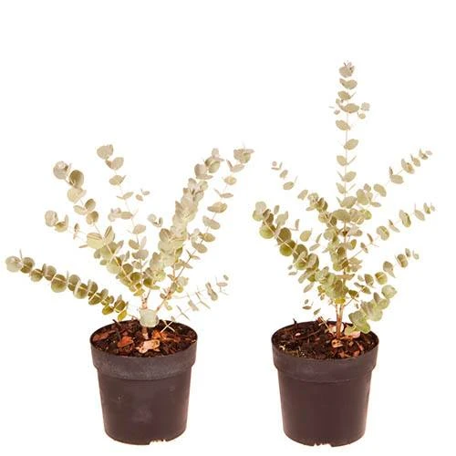 Pair Of Eucalyptus Gunnii 'Azura' 5 Pair Of Eucalyptus Gunnii 'Azura' - Image 3