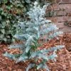 Eucalyptus Gunnii 'Azura' -Yougarden Shop 510161