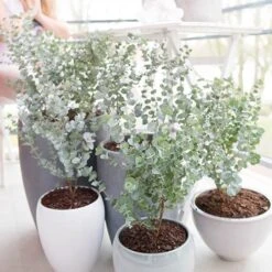 Eucalyptus Gunnii 'Azura' -Yougarden Shop 510161 2
