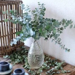 Eucalyptus Gunnii 'Azura' -Yougarden Shop 510161 3