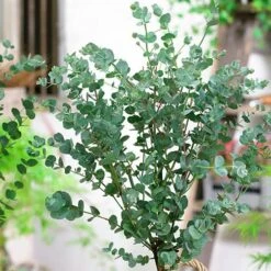 Eucalyptus Gunnii 'Azura' -Yougarden Shop 510161 4