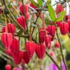 Chilean Lantern Tree (Crinodendron Hookerianum) 2 Chilean Lantern Tree (Crinodendron Hookerianum) -Yougarden Shop 510165