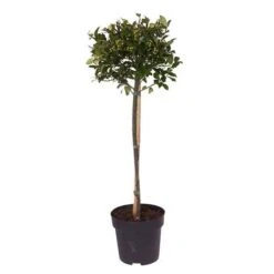 Holly Ilex X Meserveae 'Blue Maid' Standard -Yougarden Shop 510182 3