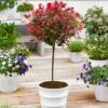 Standard Photinia 'Red Robin' Tree -Yougarden Shop 510183