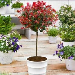 Standard Photinia 'Red Robin' Tree