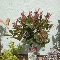 Standard Photinia 'Red Robin' Tree -Yougarden Shop 510183 2