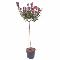 Standard Photinia 'Red Robin' Tree -Yougarden Shop 510183 3